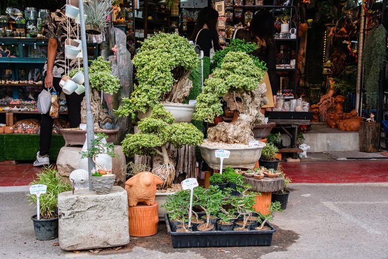 植物盆栽店